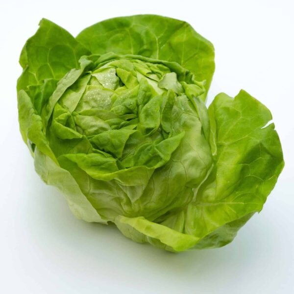 capucha lettuce