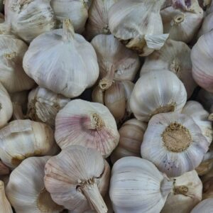 garlic