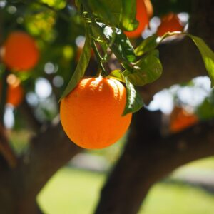 orange fruit tree