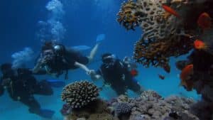 two divers diving in the red sea